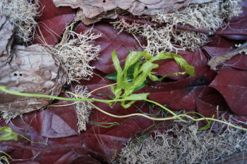 Tableau d'écorces pin, lichen et feuilles salal