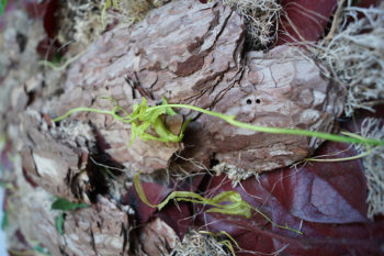 Tableau d'écorces pin, lichen et feuilles salal